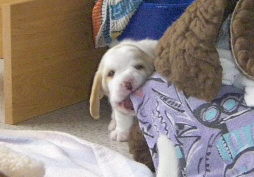 Beaglewelpe spielt mit Laken